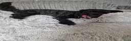 Cavapoo dogs for sale: Cavapoo male 1 year for sale  in Wednesbury - Advert 8