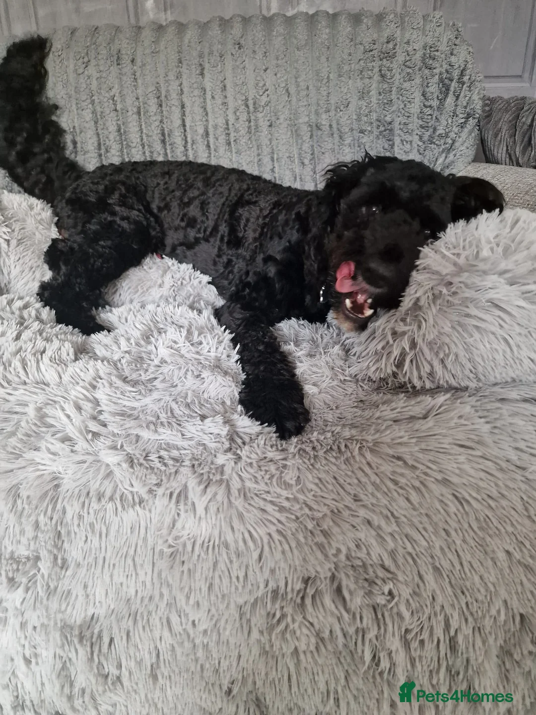 Cavapoo dogs for sale: Cavapoo male 1 year for sale  in Wednesbury - Advert 8