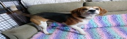 Beagle dogs for stud: STUD PROVEN AND HEALTH TESTED BEAGLE - Advert 3