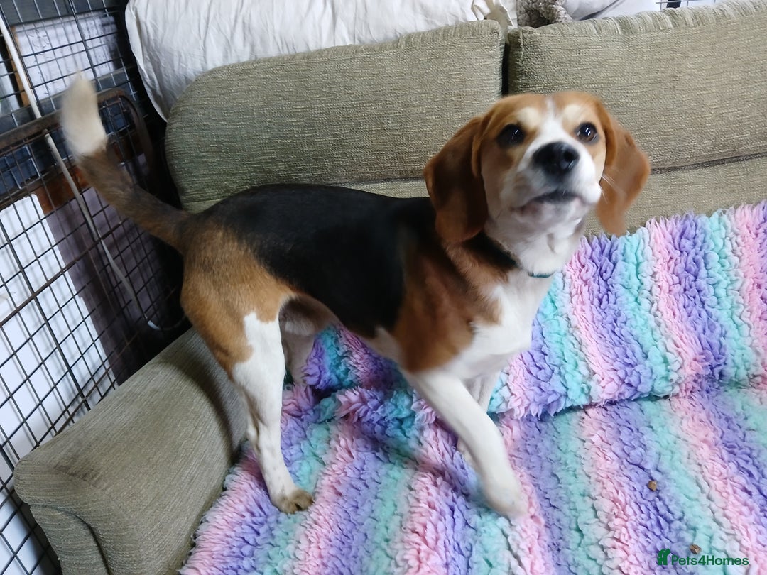 Beagle dogs for stud: STUD PROVEN AND HEALTH TESTED BEAGLE - Advert 3