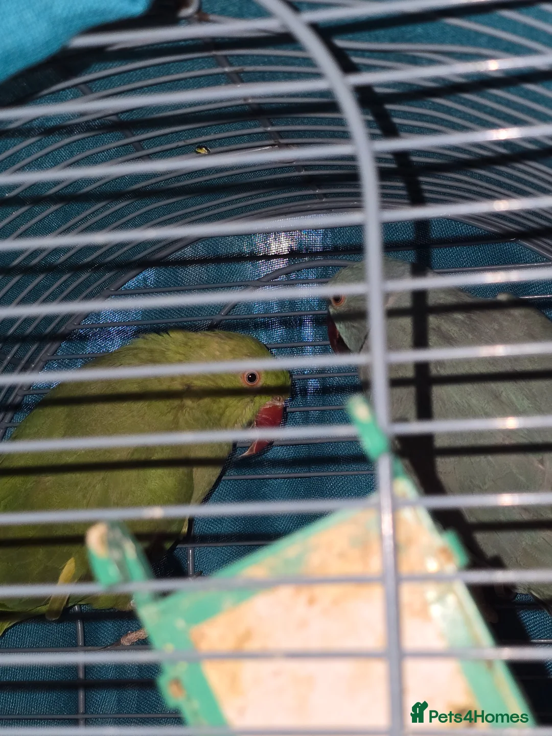 Ringnecks birds for sale: Parrots  in Bury - Advert 9