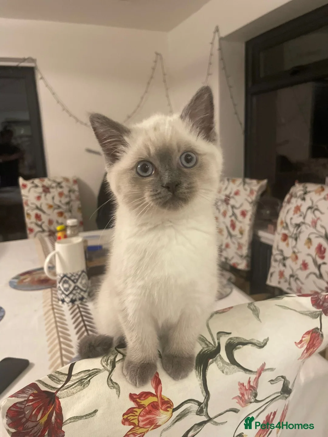 Mixed Breed cats for sale: Rare mix breed Kitten Ragdoll X BSH - Advert 2
