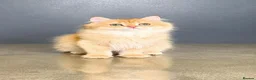 British Longhair cats for sale: Gorgeous GCCF Chocolate Golden British Longhair - Advert 2