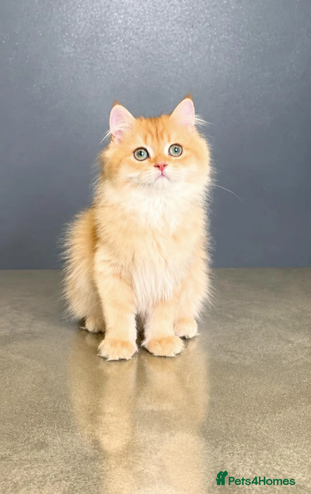 British Longhair cats for sale: Gorgeous GCCF Chocolate Golden British Longhair - Advert 2