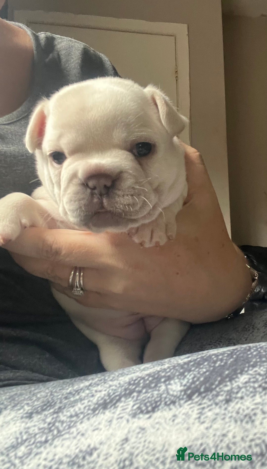 French Bulldog dogs for sale: Puppies for sale - Image 7