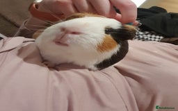 Guinea Pig rodents for sale: Lonely guinea pig boar  - Image 8