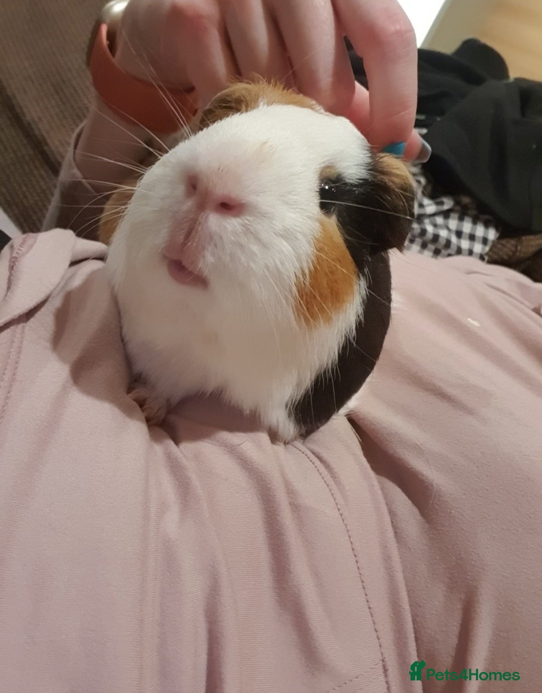 Guinea Pig rodents for sale: Lonely guinea pig boar  - Image 8