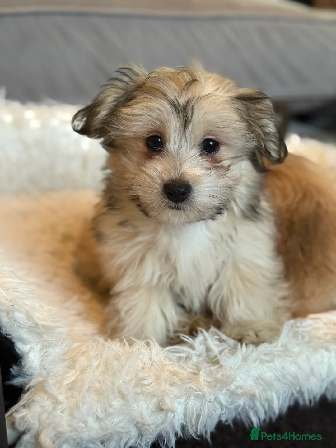 Mixed Breed dogs for sale: Ready to go! Unique mix - Maltese x JackChi Pups - Advert 10
