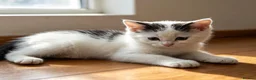Mixed Breed cats for sale: 1 kiiten available  - Advert 3