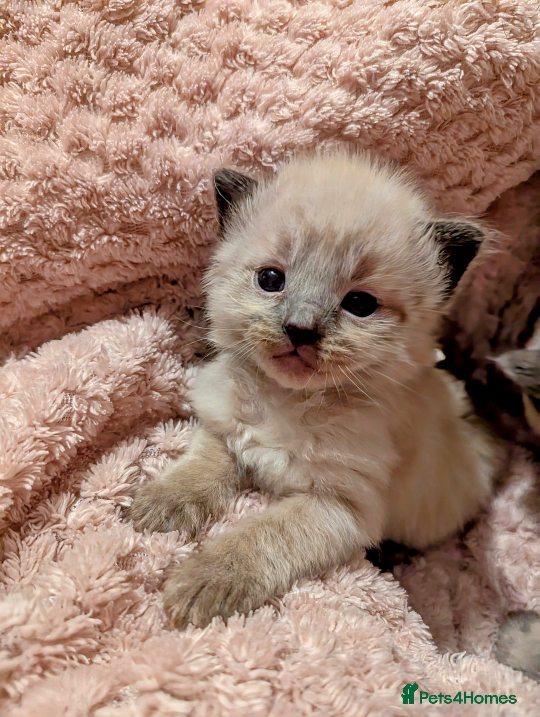 Ragdoll cats for sale:  Beautiful Mink Seal ragdolls - Image 7