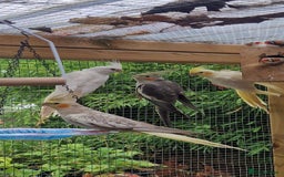 Cockatiels birds for sale: Mixed young cockatiels  - Image 2