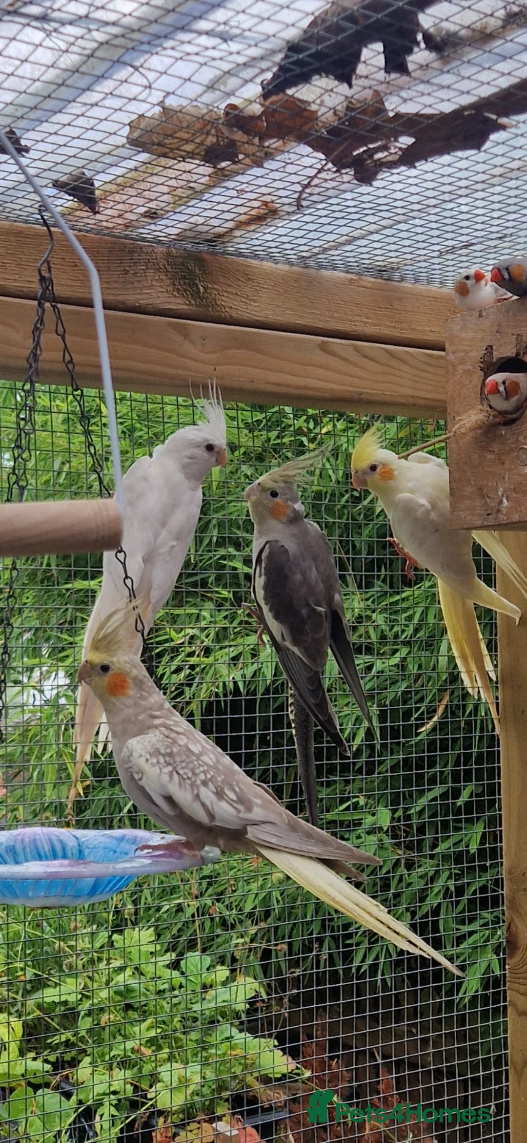 Cockatiels birds for sale: Mixed young cockatiels  - Image 2