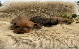 Dachshund dogs for sale: Stunning miniature wire dachshunds  - Image 12