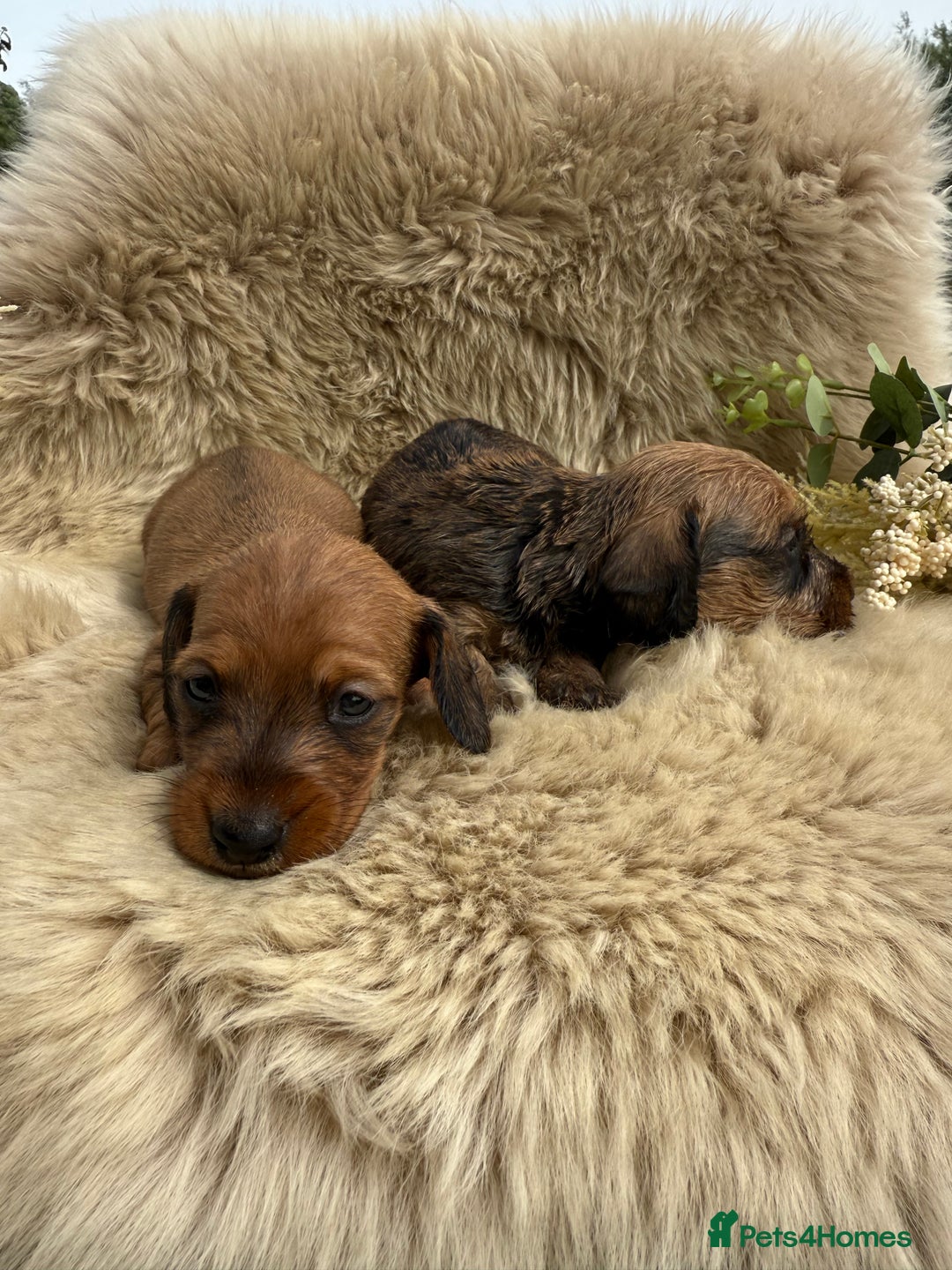 Dachshund dogs for sale: Stunning miniature wire dachshunds  - Image 12