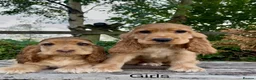Cocker Spaniel dogs for sale: KC RegShow Type Cocker Spaniel Pups Health Tested - Advert 5
