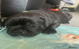 Staffordshire Bull Terrier dogs for sale: Puppies  - Image 7
