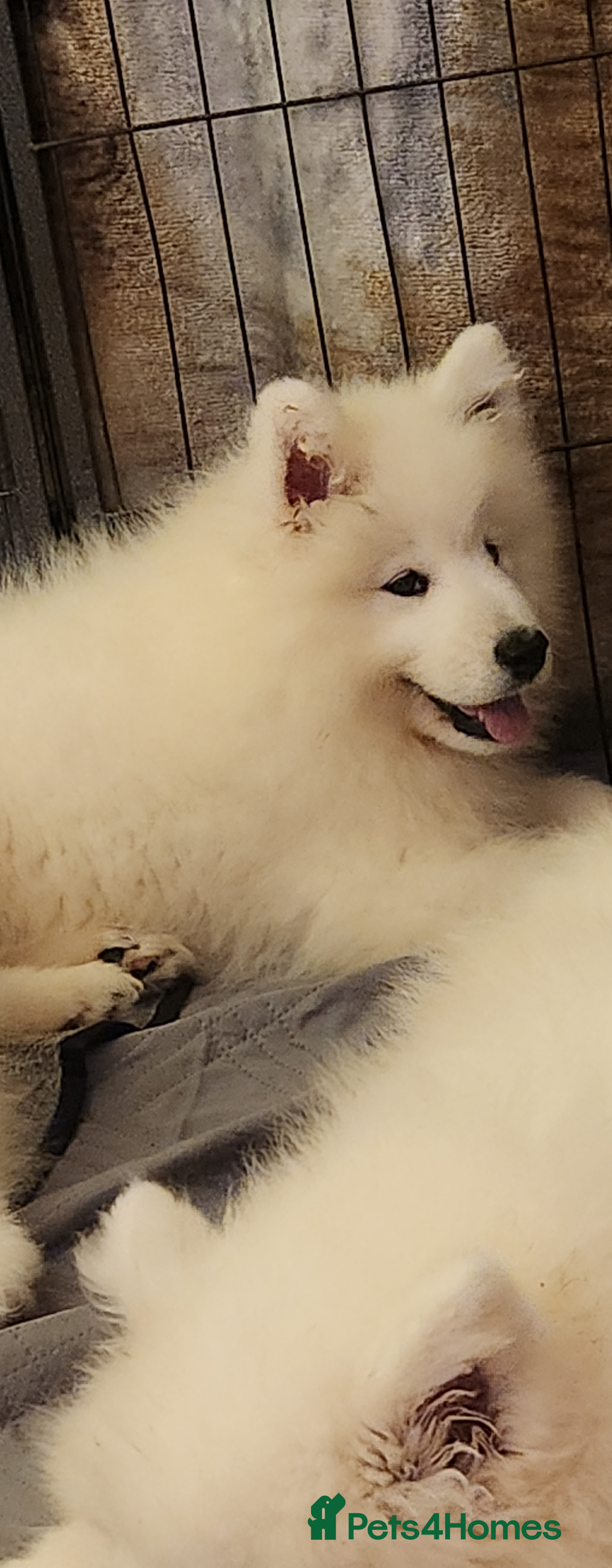 Samoyed dogs Female Chunky Pedigree Samoyeds Avaliable  - Advert 1