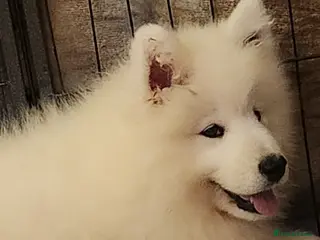 Samoyed dogs Female Chunky Pedigree Samoyeds Avaliable - Advert 2