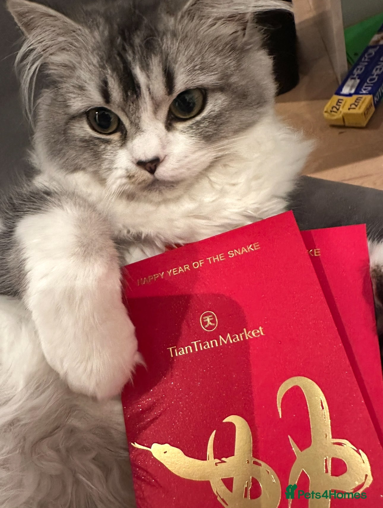 British Longhair cats Munchi the longhair  - Advert 1