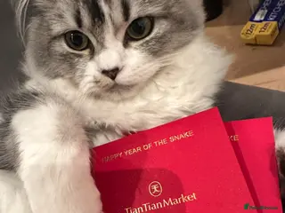 British Longhair cats Munchi the longhair - Advert 1