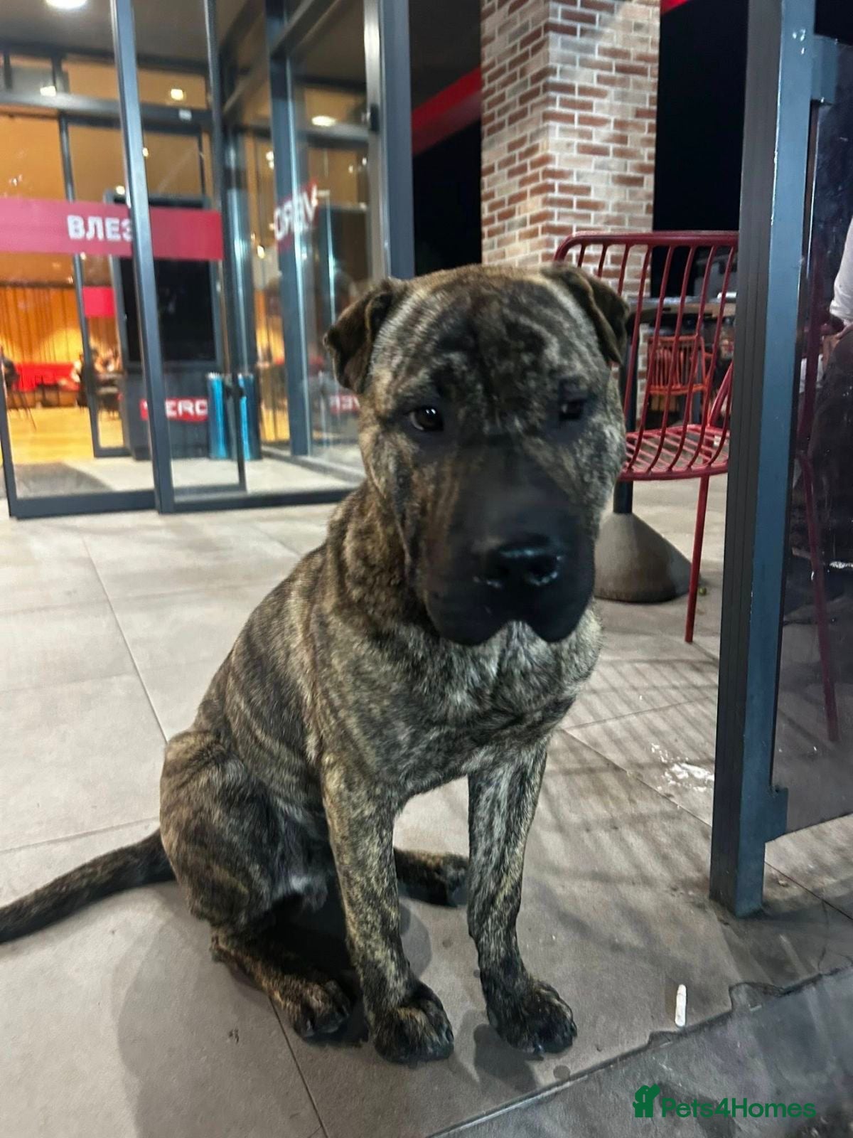Mixed Breed dogs Jr is a shar pei mix Macedonian rescue  - Advert 1