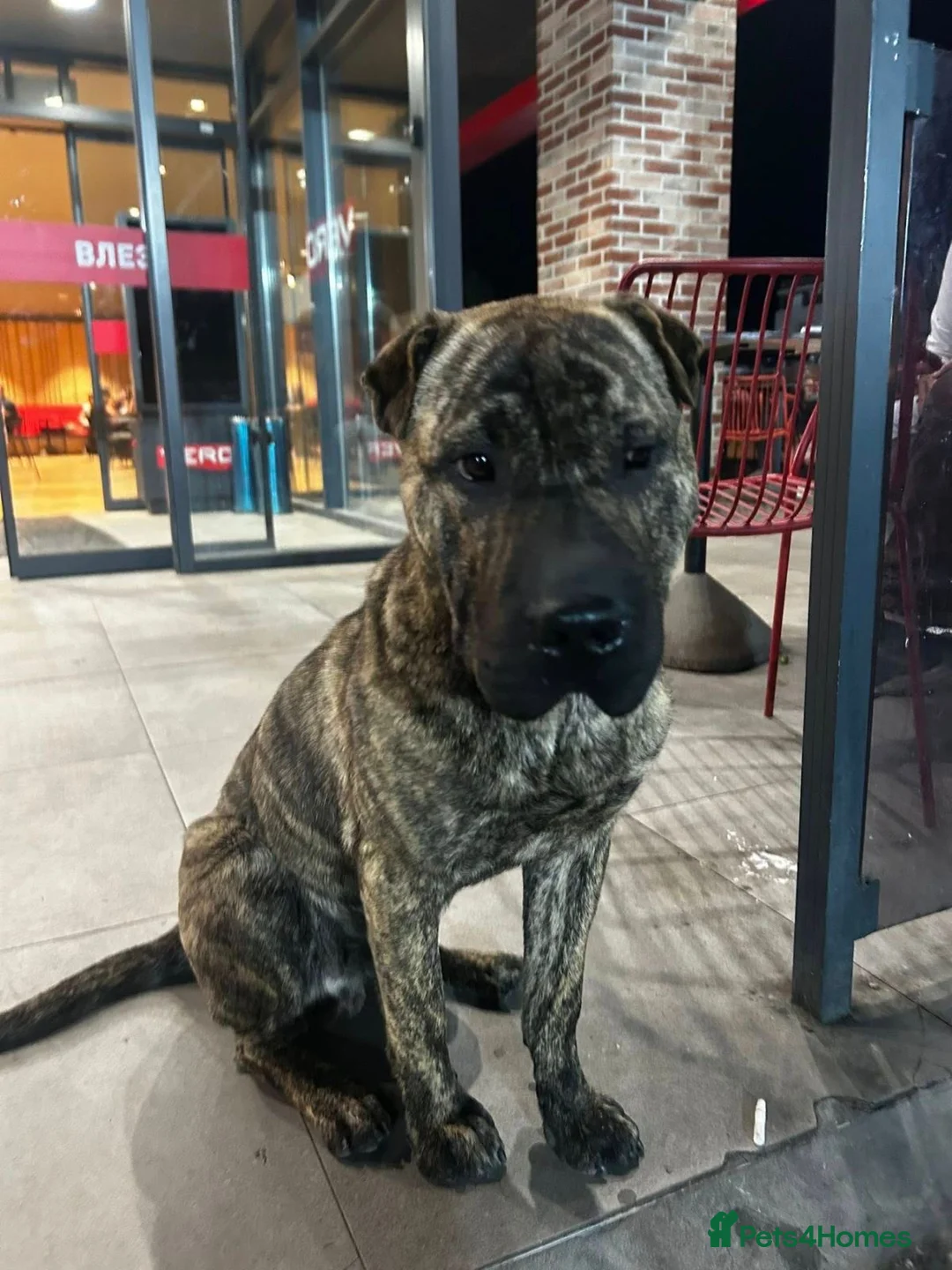 Mixed Breed dogs for adoption: Jr is a shar pei mix Macedonian rescue  - Advert 1