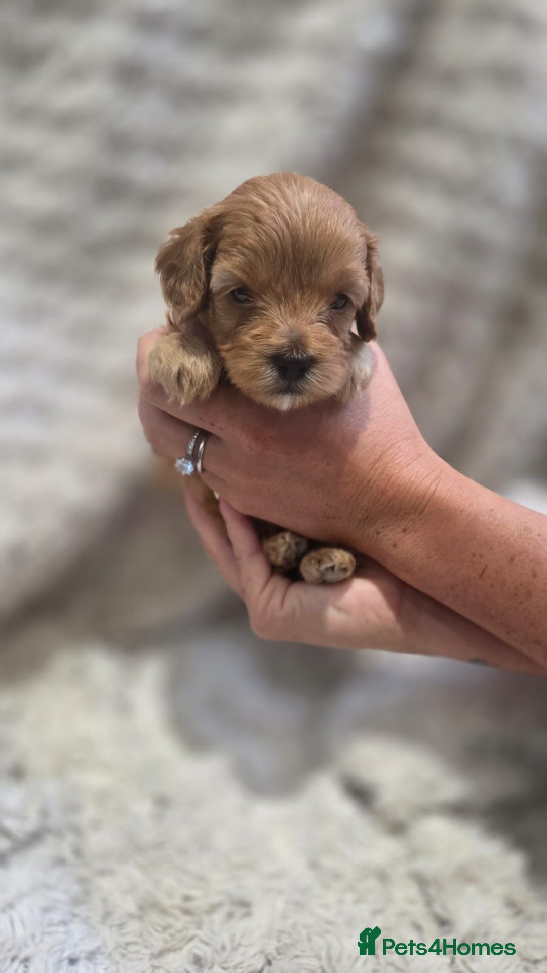 Cavapoo dogs for sale: 🌟 Rare Tiny Toy Cavapoo's F1B - Image 4