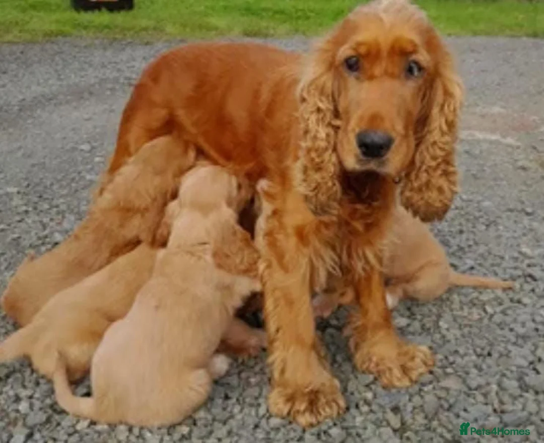 Cocker Spaniel dogs for sale: Stunning Showtype cocker spaniel puppies  - Advert 5
