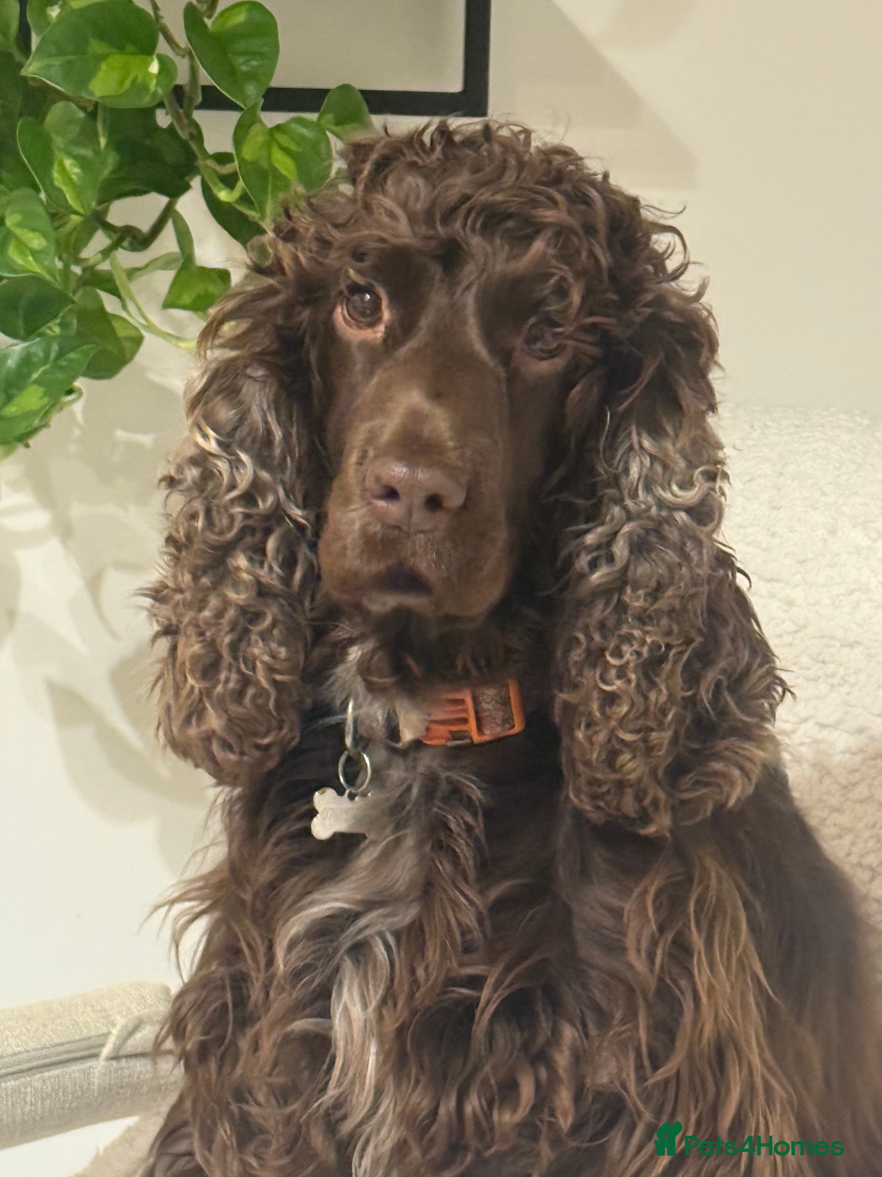 Cocker Spaniel dogs Gorgeous Show Type Cocker Spaniel Puppies  - Advert 16