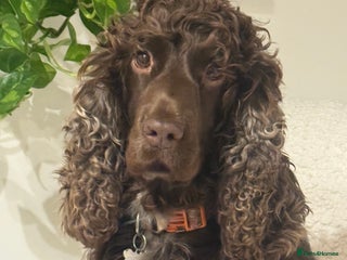 Cocker Spaniel dogs Gorgeous Show Type Cocker Spaniel Puppies - Advert 1