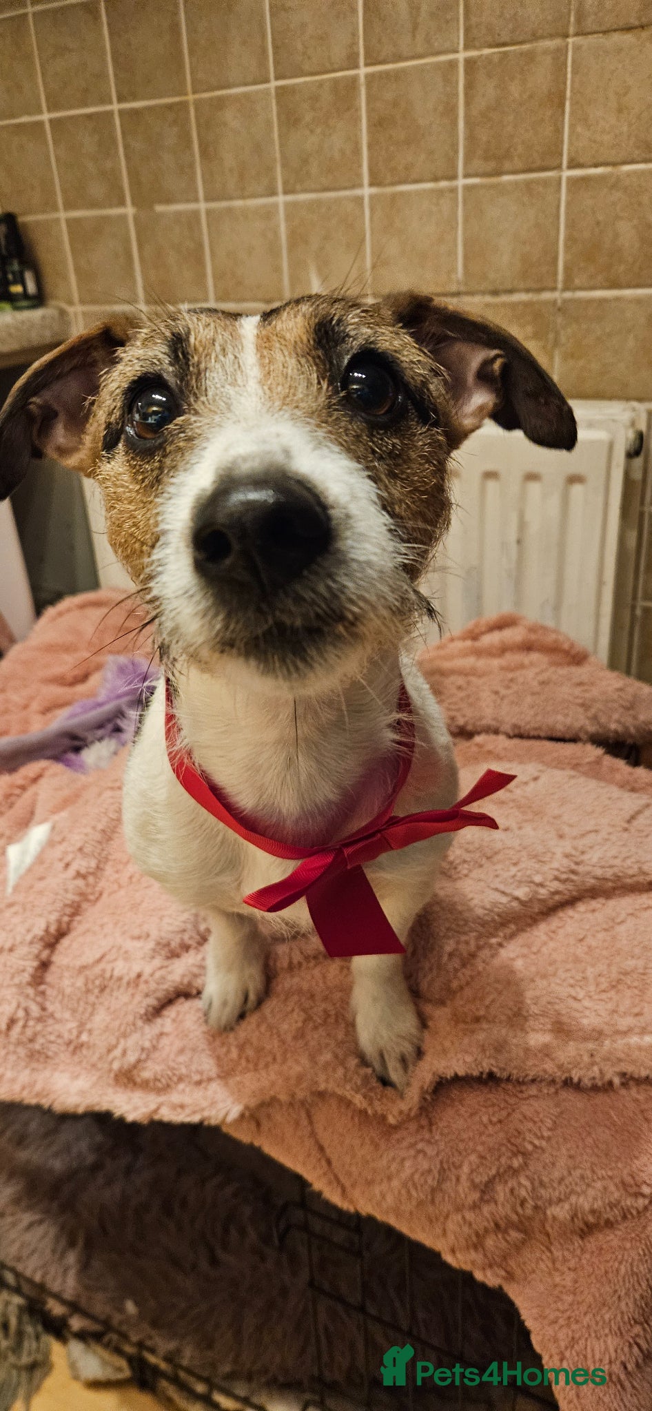 Mixed Breed dogs Jackpins - Advert 1