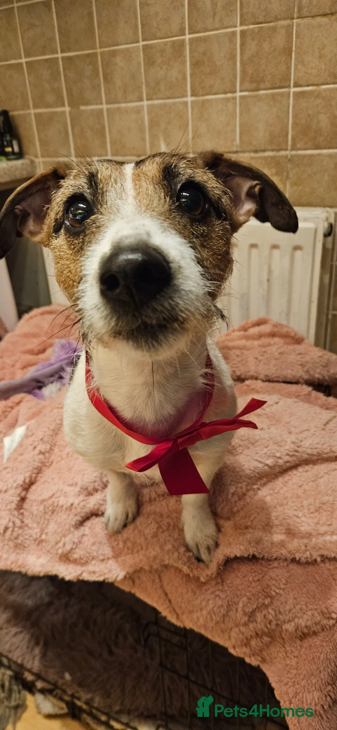 Mixed Breed dogs for sale: Jackpins in Manchester - Advert 1