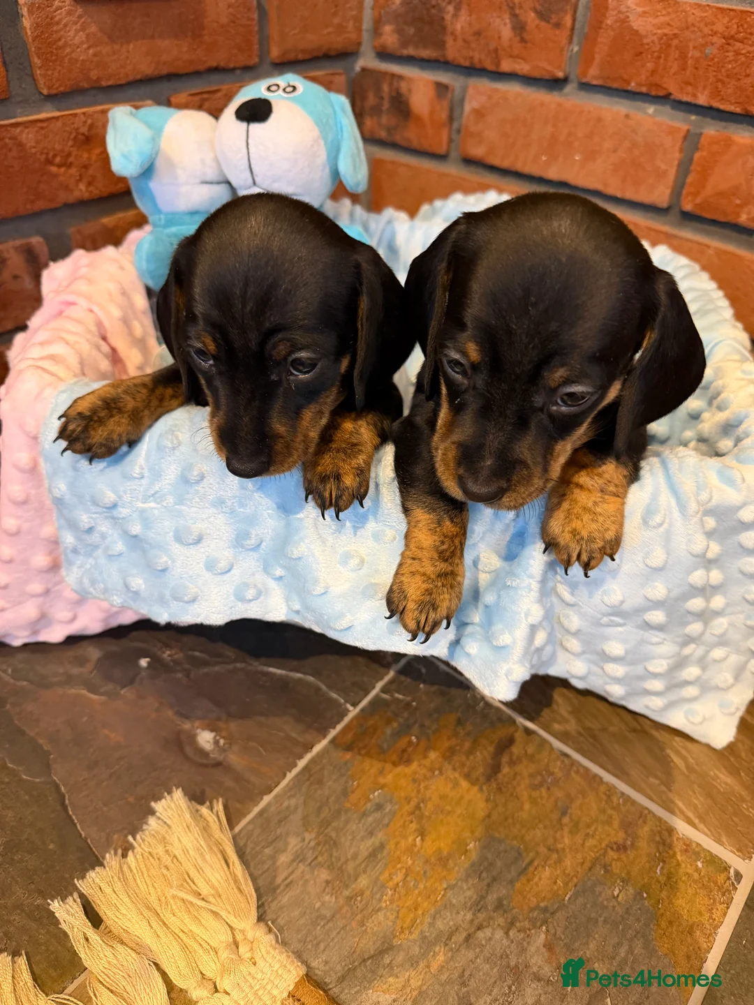 Dachshund dogs for sale: Miniature dachshunds  - Advert 28