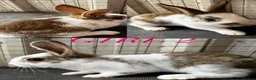 Mini Lion Lop rabbits for sale: lion lops  - Advert 4