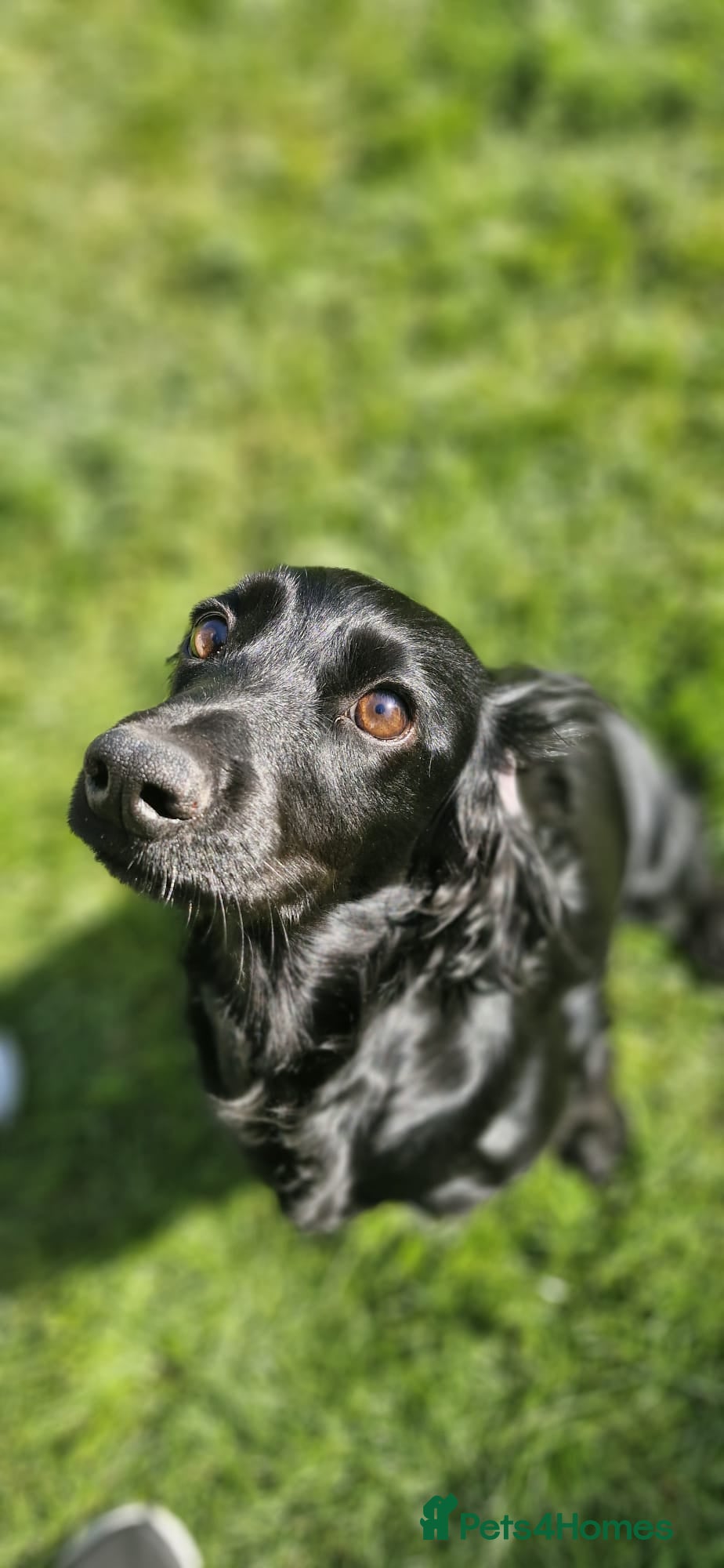Cocker Spaniel dogs Working Cocker Spaniel  - Advert 5