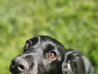 Cocker Spaniel dogs Working Cocker Spaniel - Advert 5
