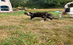 Mixed Breed cats for sale: Mixed Exotic Female Kittens - Image 3