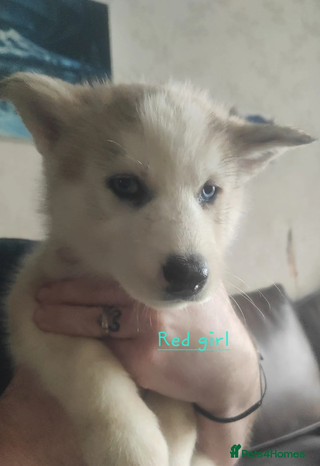 Siberian Husky dogs for sale: Friendly Siberian Husky Puppies - Advert 9