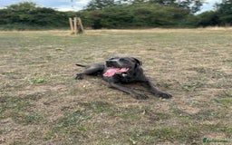 Cane Corso dogs for stud: Cane Corso Stud Tre Cani 🇷🇸 x Kyza Soza 🩸 - Image 5