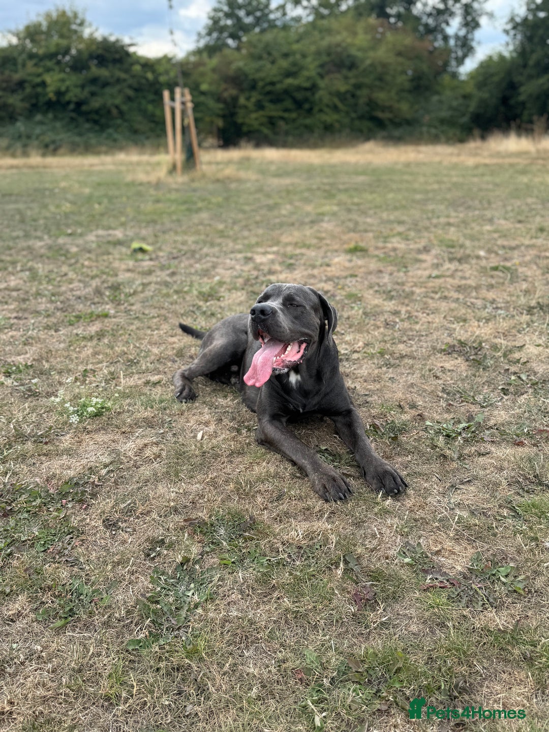 Cane Corso dogs for stud: Cane Corso Stud Tre Cani 🇷🇸 x Kyza Soza 🩸 - Image 5