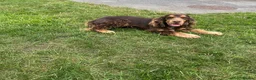 Cocker Spaniel dogs for sale: ⭐️ Health tested KC reg show type cocker 🐶  - Advert 13