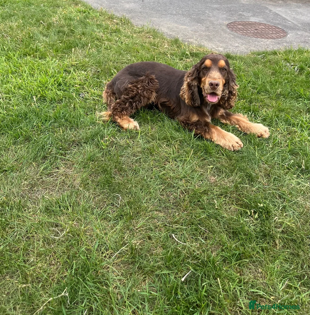 Cocker Spaniel dogs for sale: ⭐️ Health tested KC reg show type cocker 🐶  - Advert 13