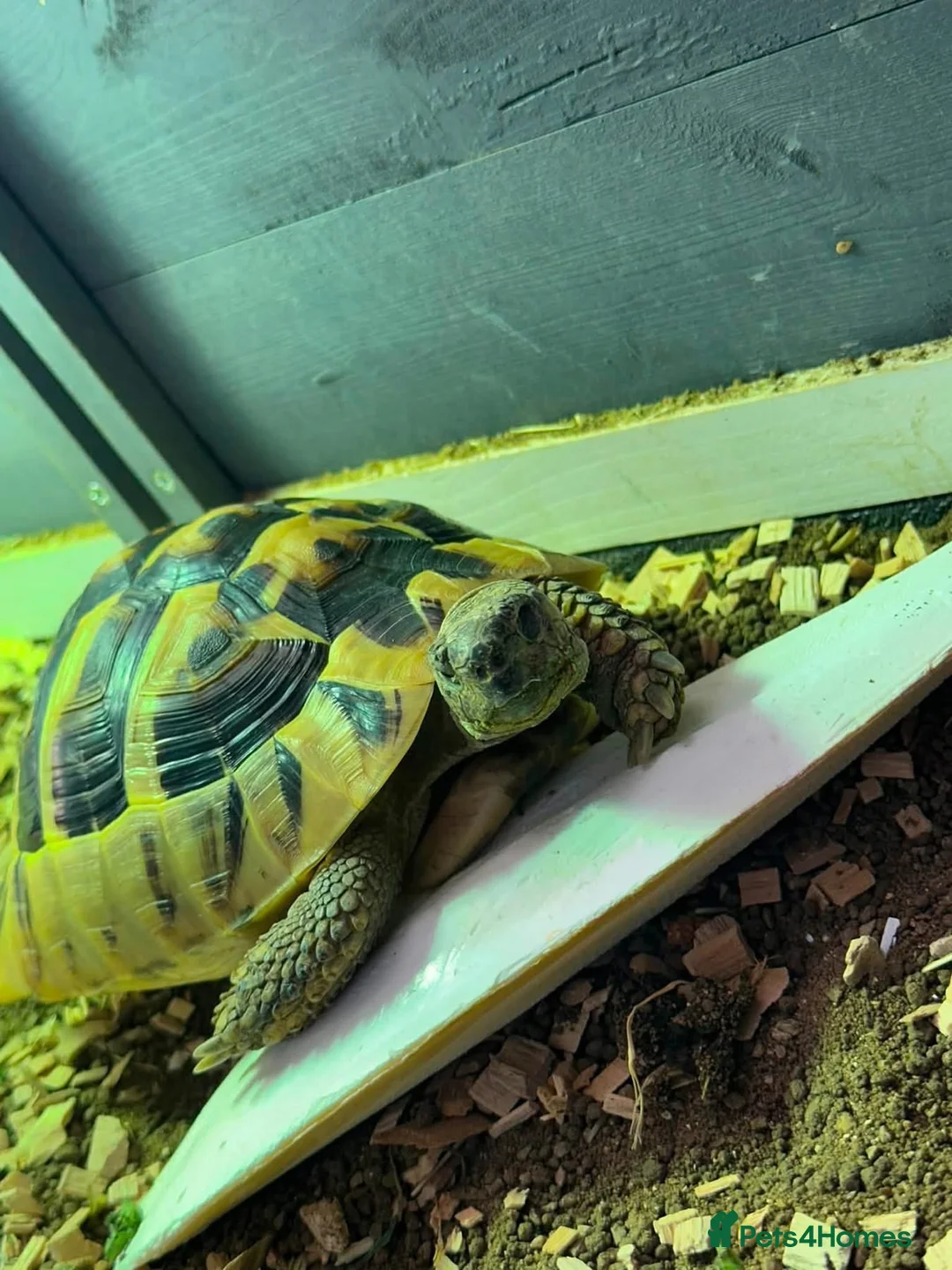 Hermann Tortoise reptiles for sale: 6 year old Herman’s tortoise  in Chester - Advert 1