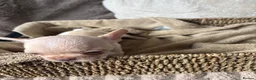 French Bulldog dogs for sale: Beautiful French bulldog puppies  - Advert 13