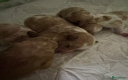 Toy Poodle dogs for sale: Tiny, rare parti poodle puppies. Red & white.  - Image 7