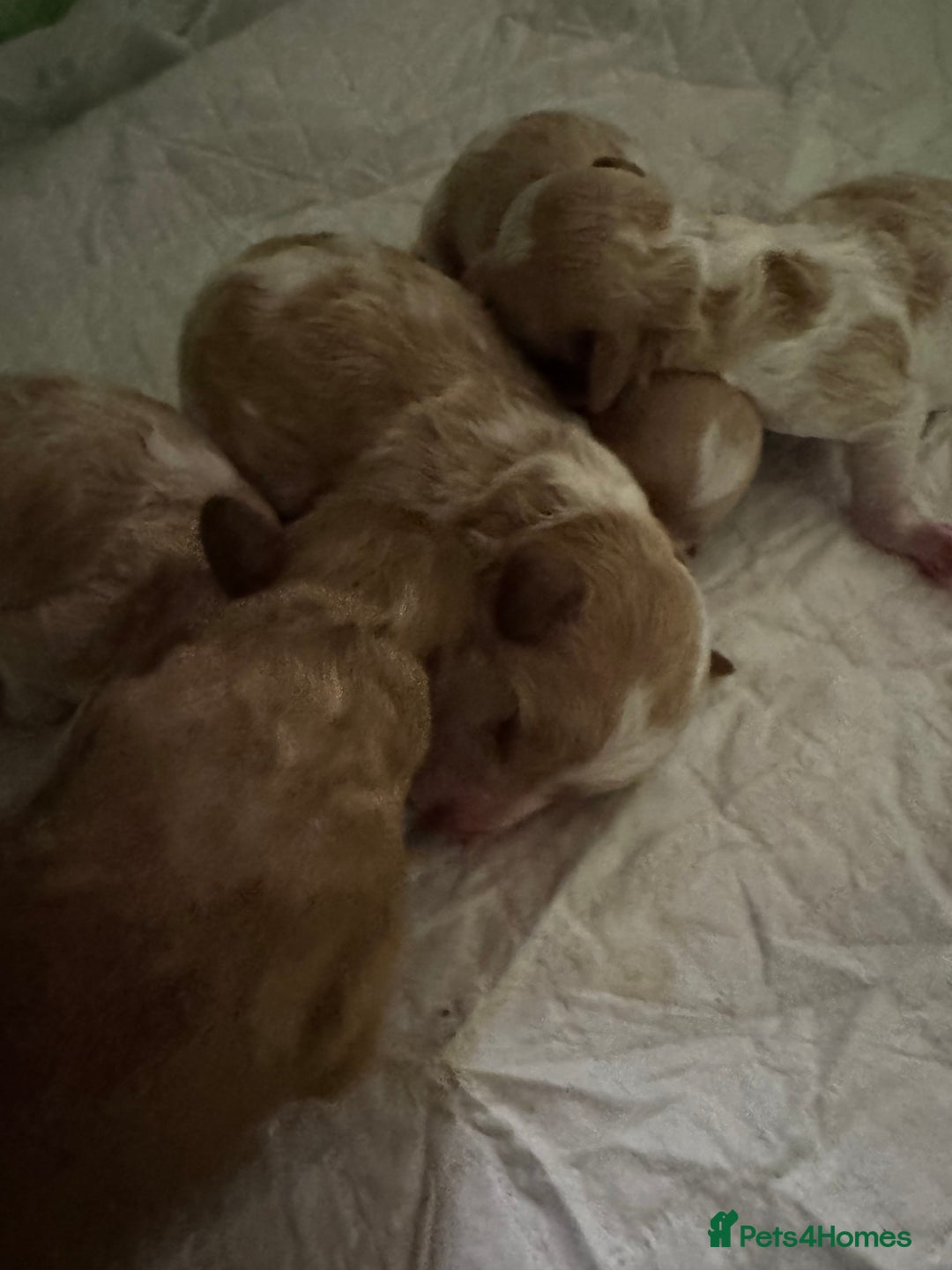 Toy Poodle dogs for sale: Tiny, rare parti poodle puppies. Red & white.  - Image 7