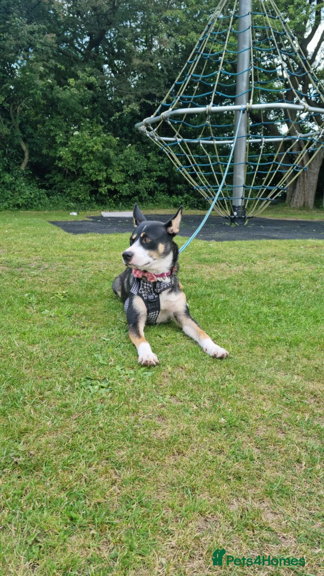 Mixed Breed dogs for sale: Nala is looking for her forever home in Chesterfield - Advert 3