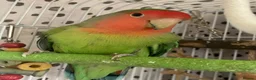 Lovebirds birds for sale: Beautiful baby lovebird - Advert 2