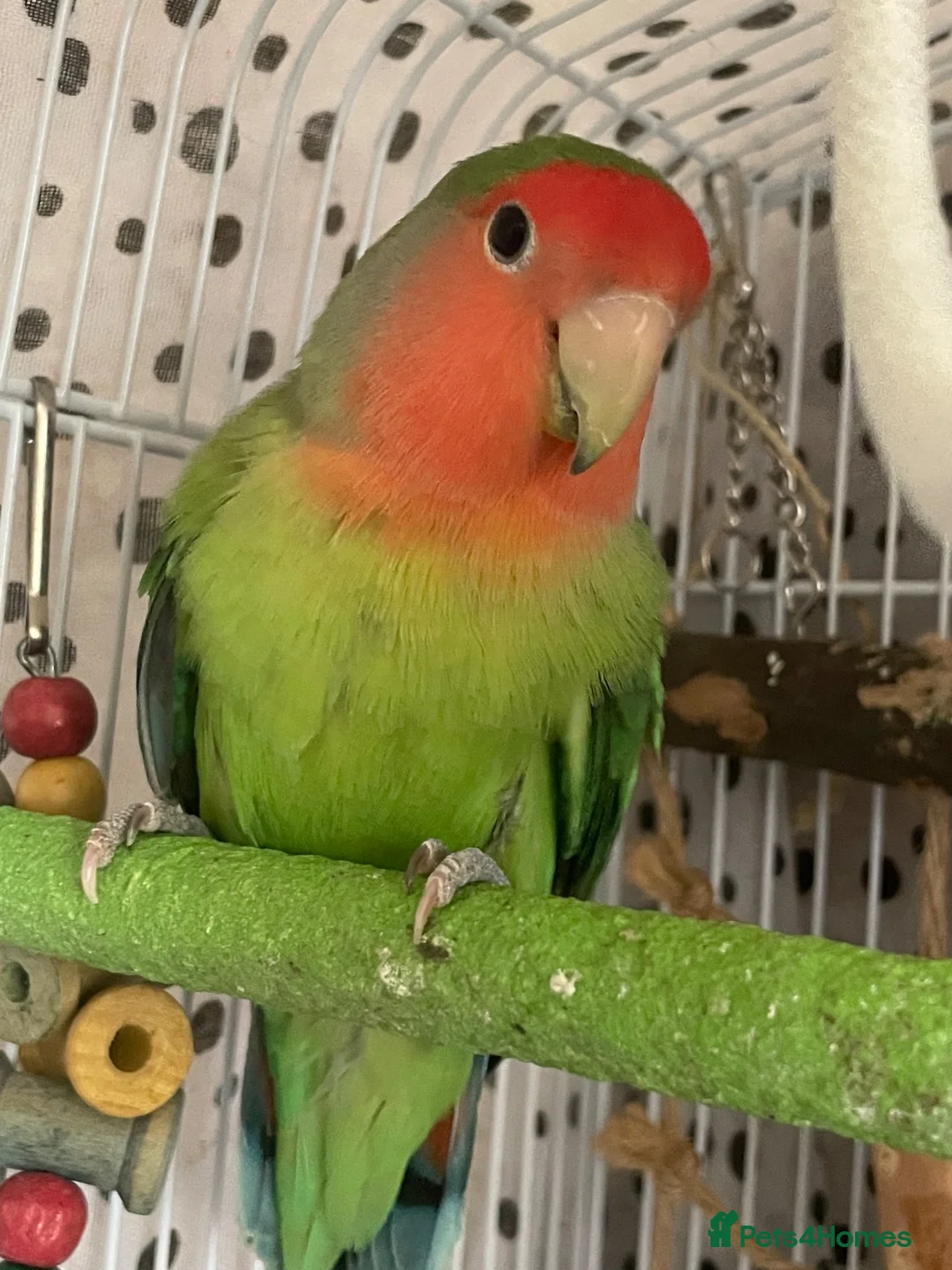 Lovebirds birds for sale: Beautiful baby lovebird - Advert 2