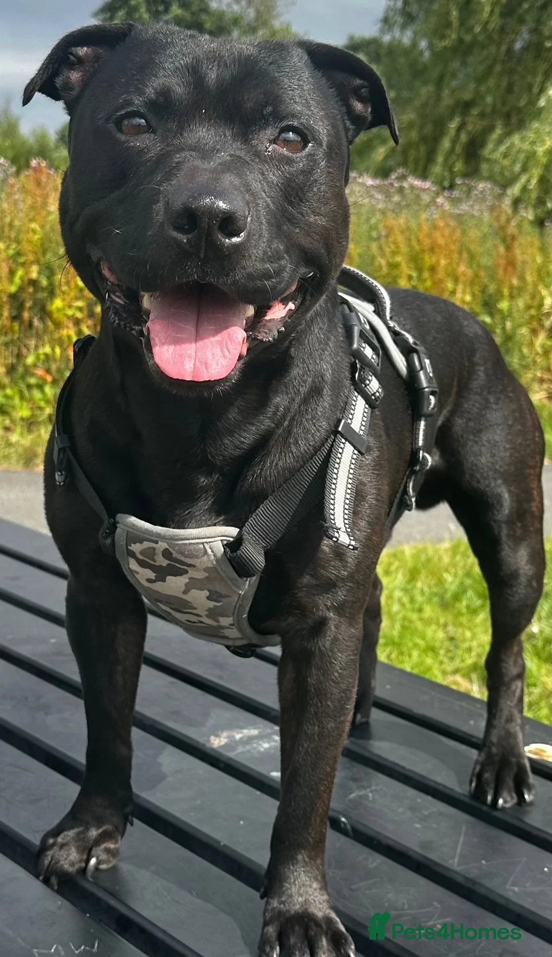 Staffordshire Bull Terrier dogs for stud: Black KC Registered Male, Champion Bloodline. in Manchester - Advert 2